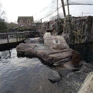 South American fur seal enclosure