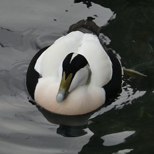 Common eider