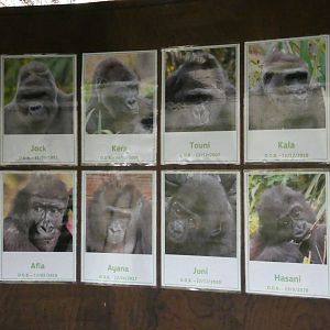 Gorilla ID signage