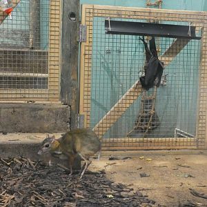 Javan mouse deer and Livingstone's fruit bat