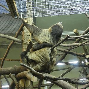 Linne's two-toed sloth