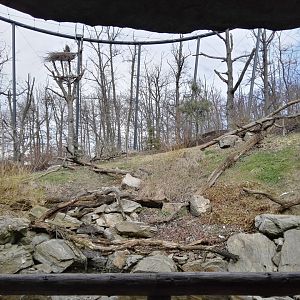 Bald Eagle's aviary