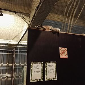 Vilnius Zoopark - free roaming Ring-tailed Lemur (on top of a terrarium)