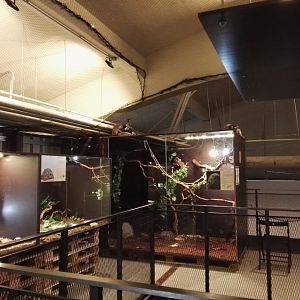 Vilnius Zoopark - terrariums section (note the free roaming Lemurs!)