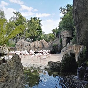 Flamingo exhibit
