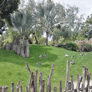 Ring-tailed Lemur walkthrough exhibit