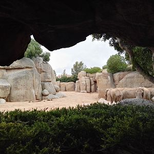 African Elephant exhibit