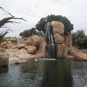 African Elephant pool