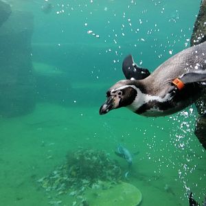 Humboldt Penguin