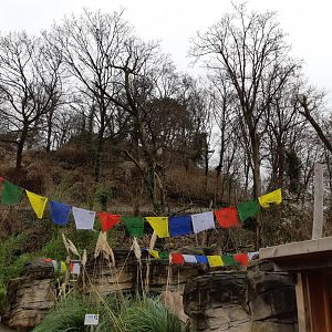 Red Panda in the trees