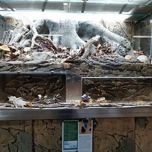 Etruscan Shrew exhibit