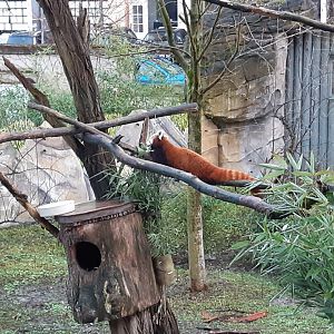 Red Panda having a snack