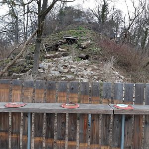 Carpathian Lynx exhibit (opened in 2021)