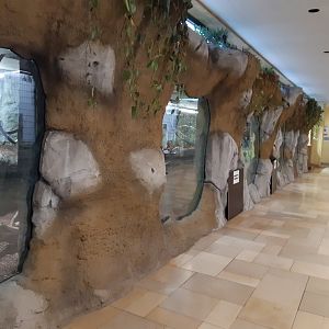 Bolivian Squirrel Monkey exhibit