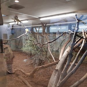 Bolivian Squirrel Monkey exhibit