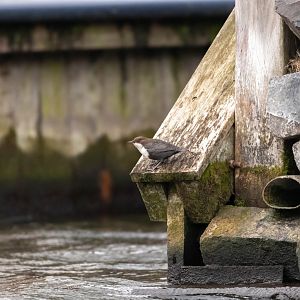 White-throated dipper, Cinclus cinclus