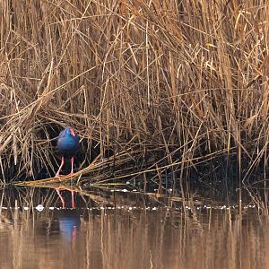Western swamphen, Porphyrio porphyrio