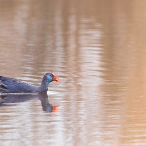 Western swamphen, Porphyrio porphyrio