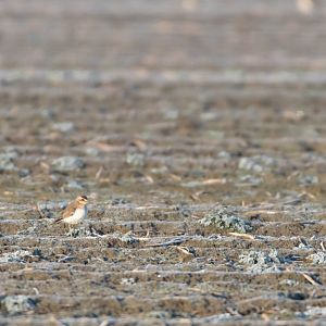 Caspian plover, Charadrius asiaticus