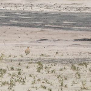 Cream-coloured courser, Cursorius cursor