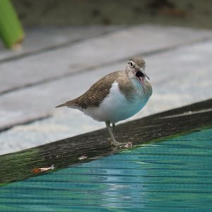 a terrified common sand piper oct 2021