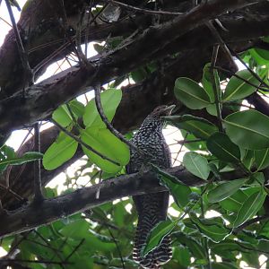 asian kole female oct 2021