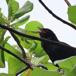 asian koel male oct 2021