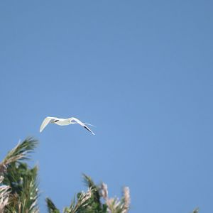 white taild tropic bird oct 2021