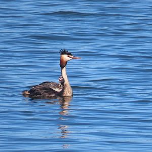 great crested  greab chick taking a boat ride. summer 2021
