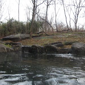Tiger Mountain Exhibit #2