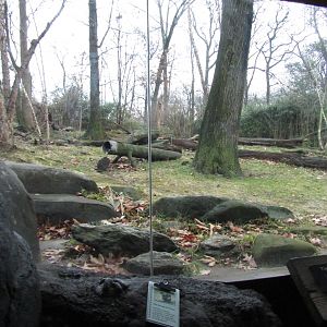 Tiger Mountain Exhibit #2