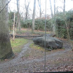 Tiger Mountain Exhibit #1