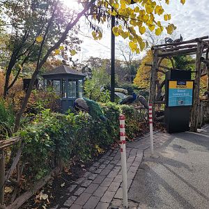 Bronx - Peafowl outside the butterfly garden