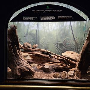 Bronx - Mouse House - Degu