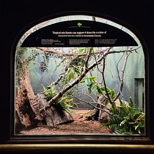 Bronx - Mouse House - Northern Tree Shrew, connected