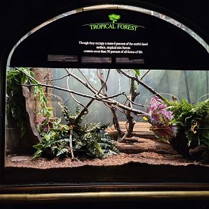 Bronx - Mouse House - Northern Tree Shrew, connected