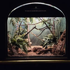 Bronx - Mouse House - Black & Rufous Elephant Shrew, connected