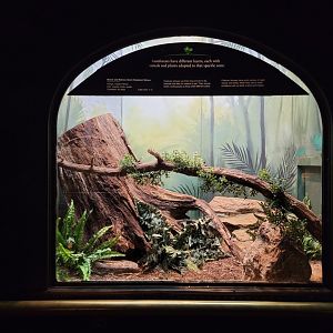 Bronx - Mouse House - Black & Rufous Elephant Shrew, connected