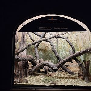 Bronx - Mouse House - Striped mice