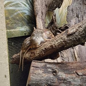 Bronx - Mouse House - Striped Mice