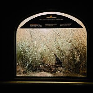 Bronx - Mouse House - European Harvest Mouse