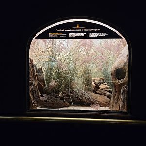 Bronx - Mouse House - African Pygmy Mouse