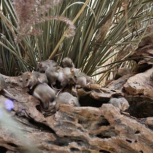 Bronx - Mouse House - African Pygmy Mice