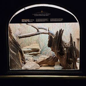 Bronx - Mouse House - Chinchilla