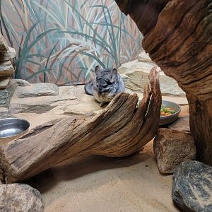 Bronx - Mouse House - Chinchilla