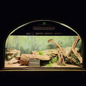 Bronx - Mouse House - Black & Rufous Elephant Shrew, under repair