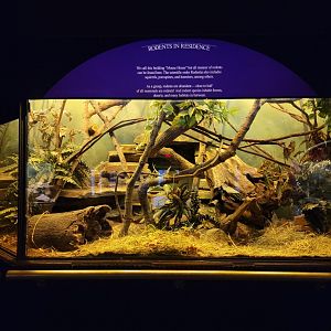 Bronx - Mouse House - In Residence exhibit, currently holding B&R Elephant Shrew and harvest mouse (?)