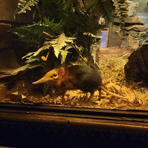 Bronx - Mouse House - Black & Rufous Elephant Shrew