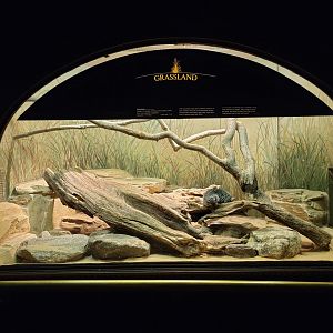 Bronx - Mouse House - Chinchilla