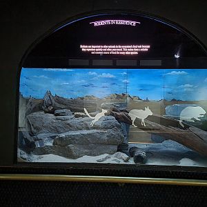 Bronx - Mouse House - Empty exhibit